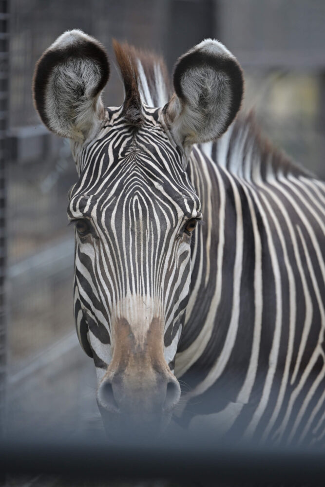 京都市動物園のグレビーシマウマ