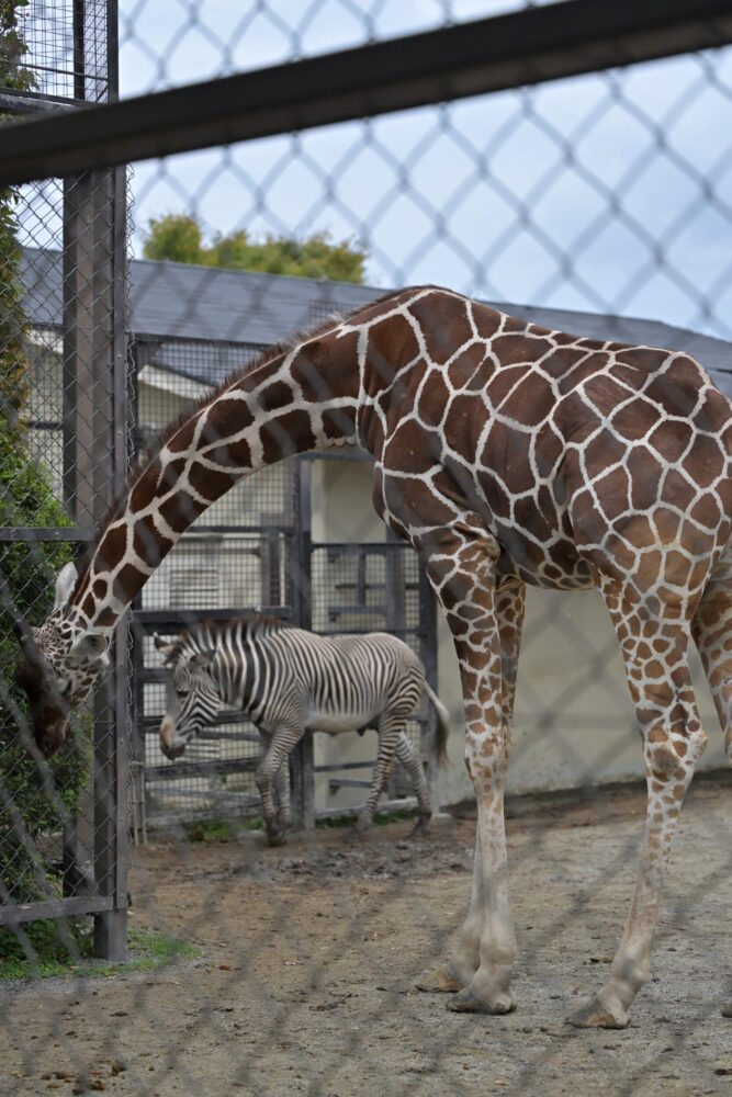 京都市動物園のグレビーシマウマ