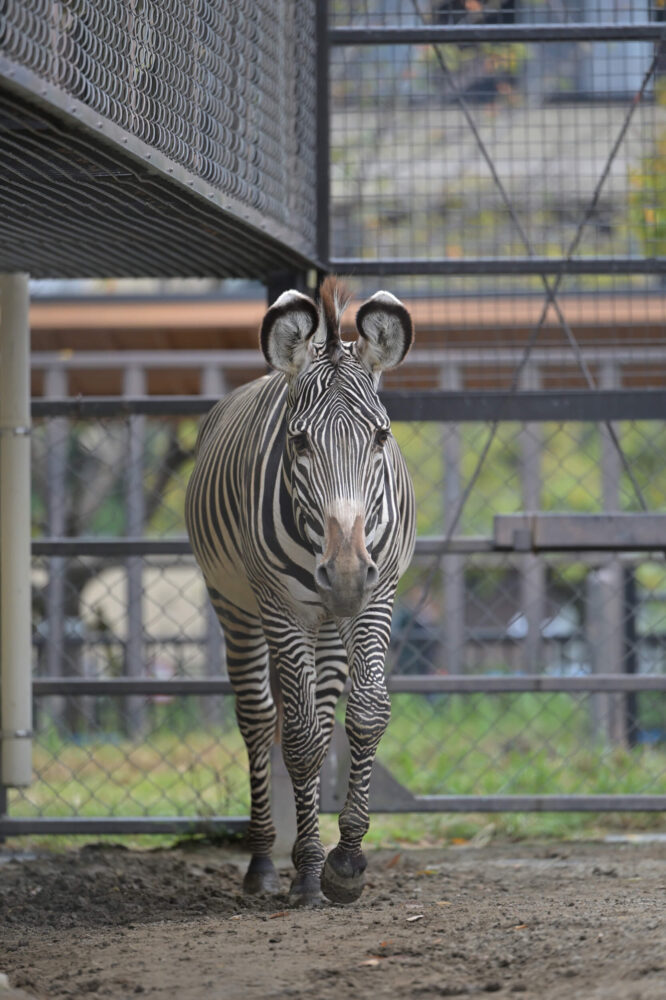 京都市動物園のグレビーシマウマ