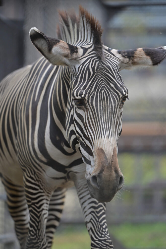 京都市動物園のグレビーシマウマ