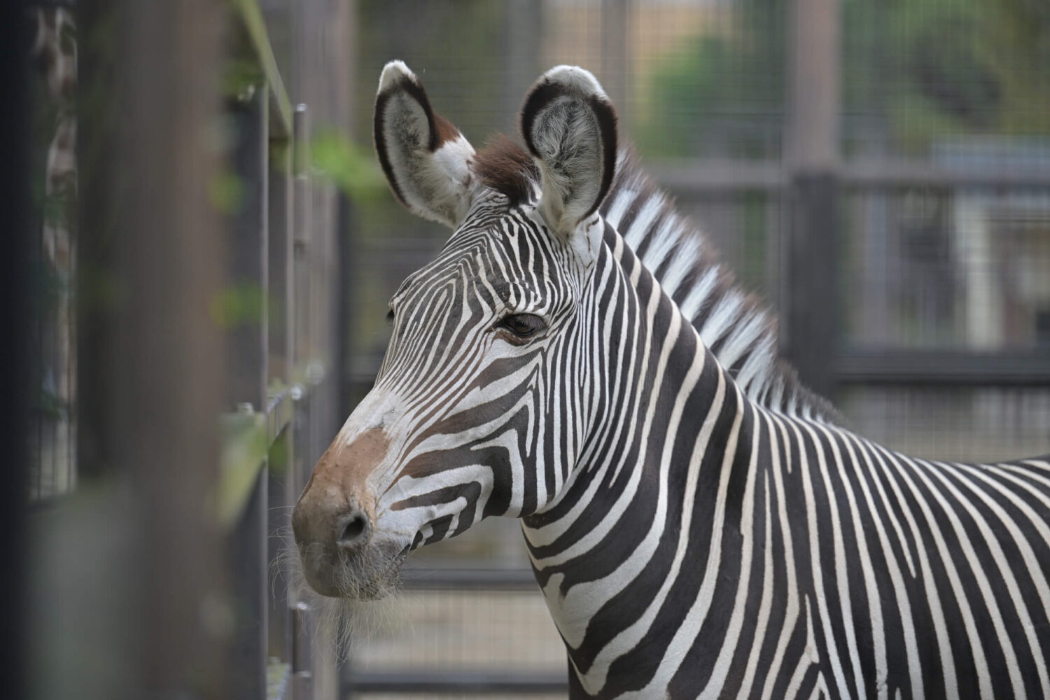 京都市動物園のグレビーシマウマ