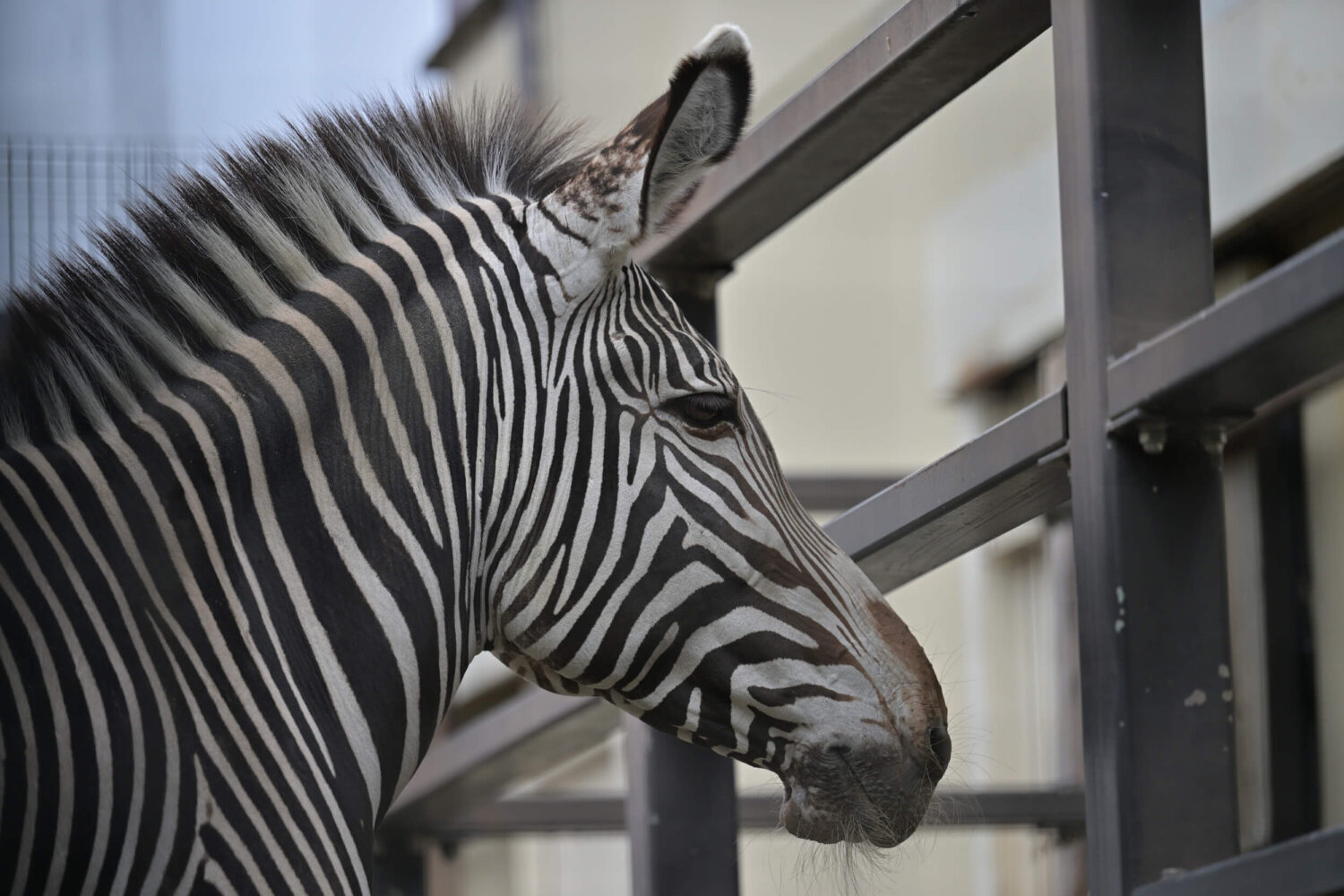 京都市動物園のグレビーシマウマ