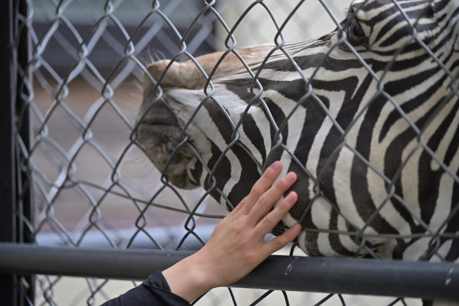 京都市動物園のグレビーシマウマ