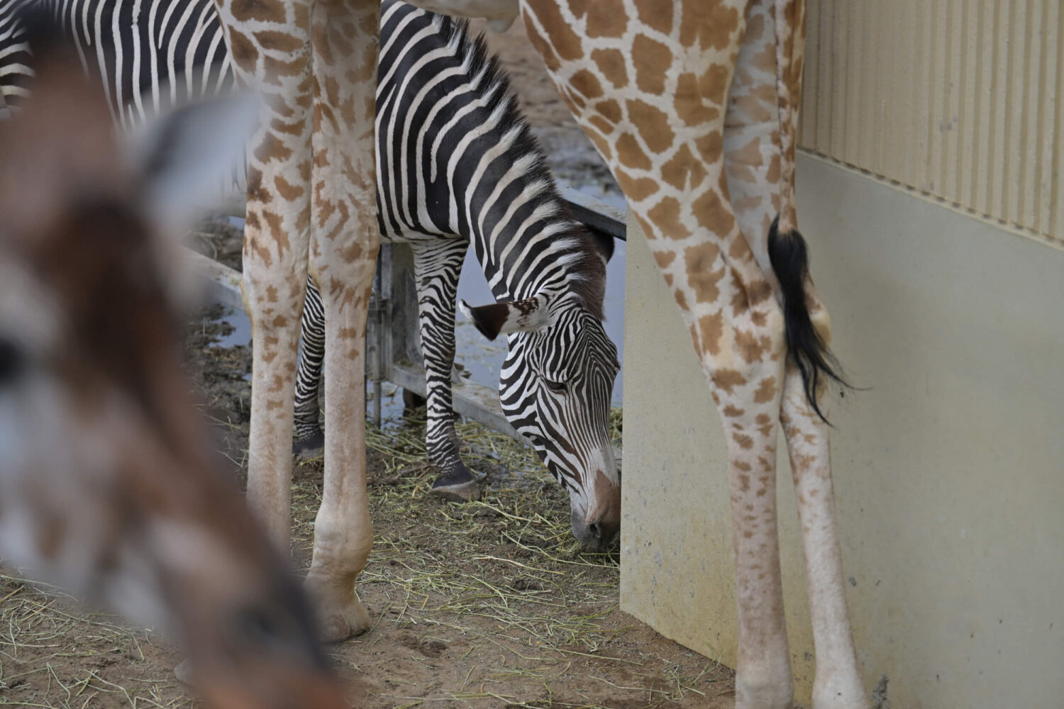 京都市動物園のグレビーシマウマ